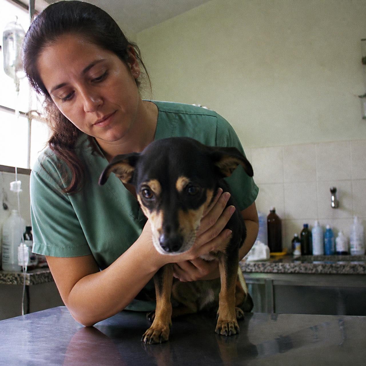 Veterinário a utilizar a plataforma VETCOM